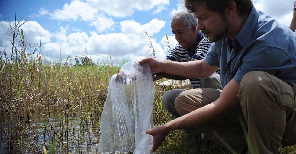 Scientists have found a smart new way to fight mosquito-borne illnesses: more mosquitoes.