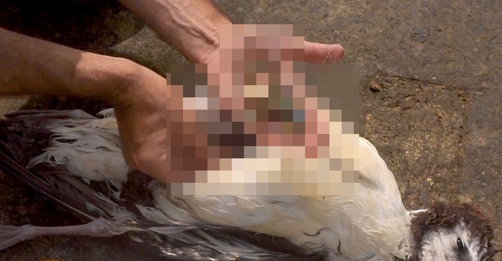 Humans can do some really awful things, often on accident. This is particularly painful to see.