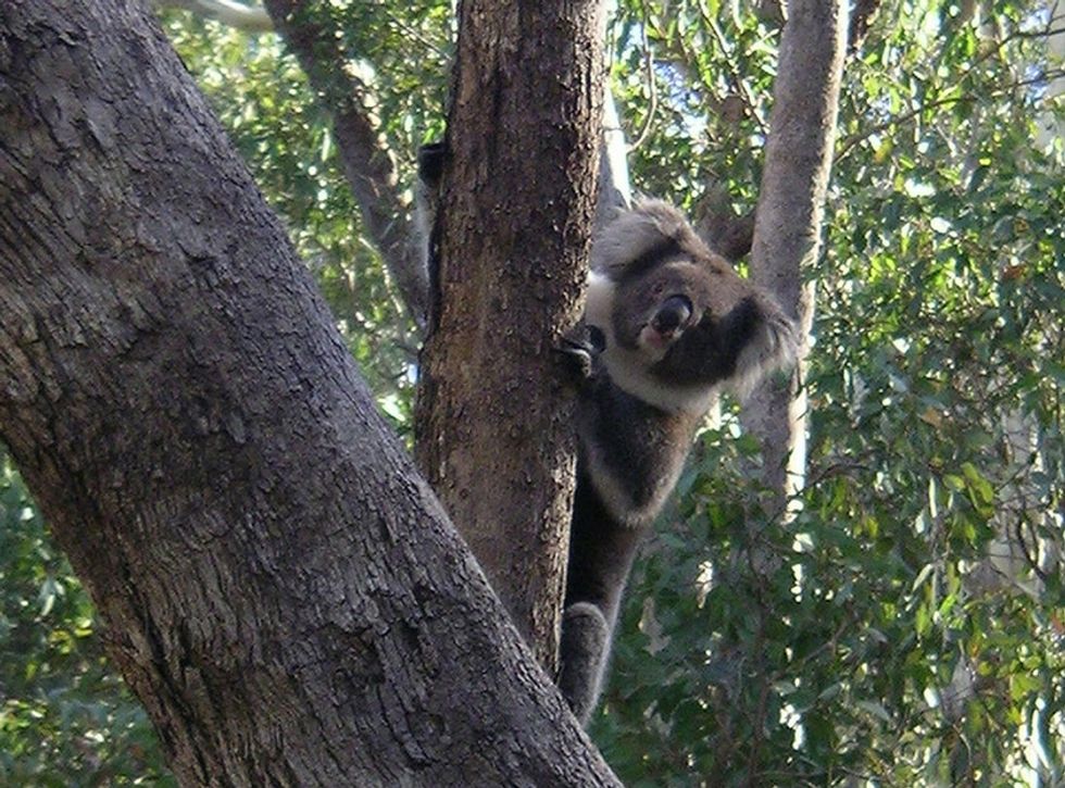 When some koalas needed friends, these farmers stepped up.