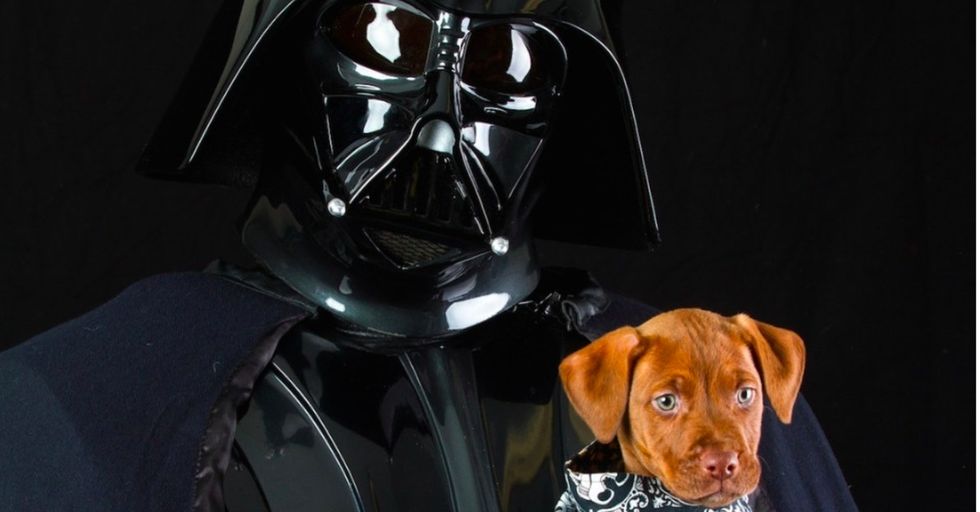 These 7 rescue pets are taking the Internet by storm thanks to a special photo shoot.