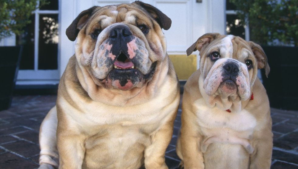 I Don't Care How Cute That Bulldog Is. We Have To Stop Making Them.