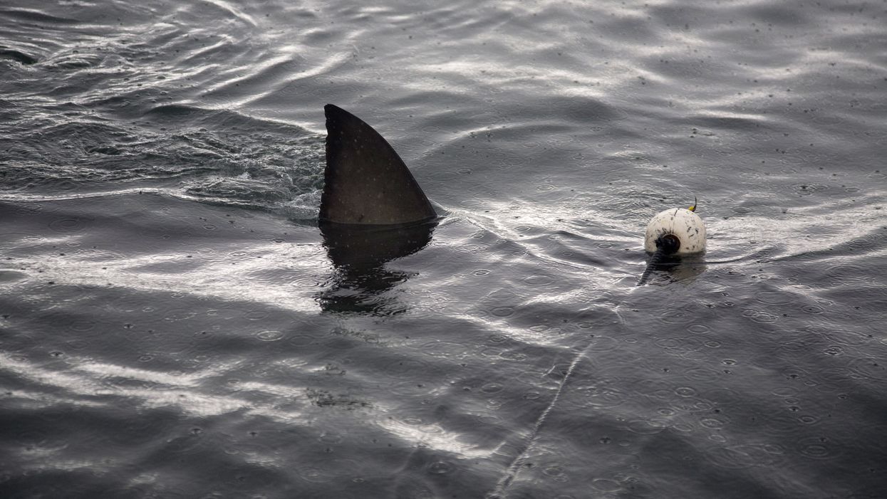 You can watch 'Jaws' while floating in a sound in Florida this summer