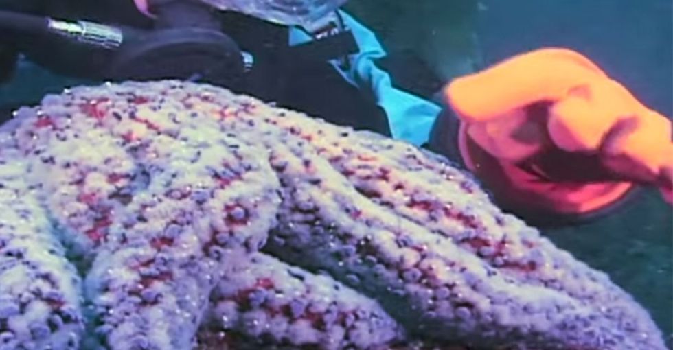 Her Name Is Sylvia Earle, And She's Here To Scare The Living Daylights Out Of You