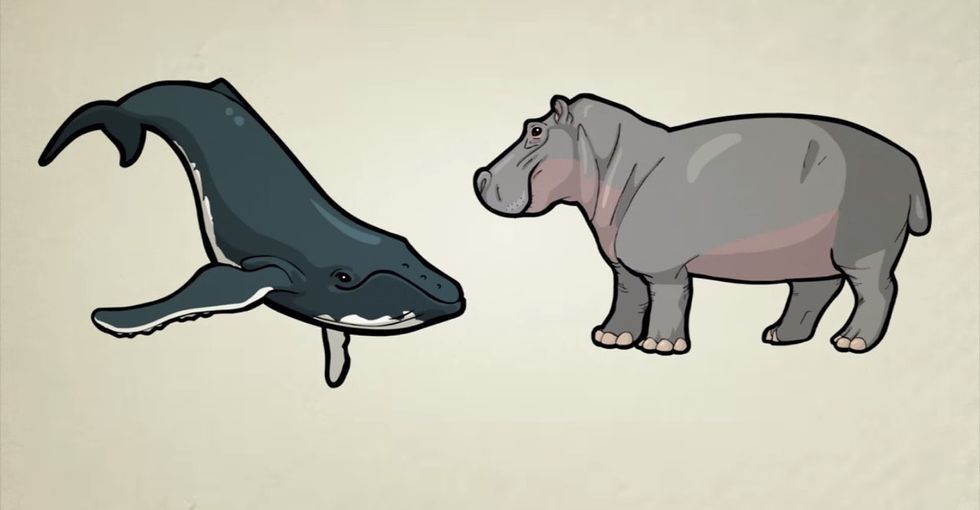 This Should Be Required Viewing For Deniers Of Evolution