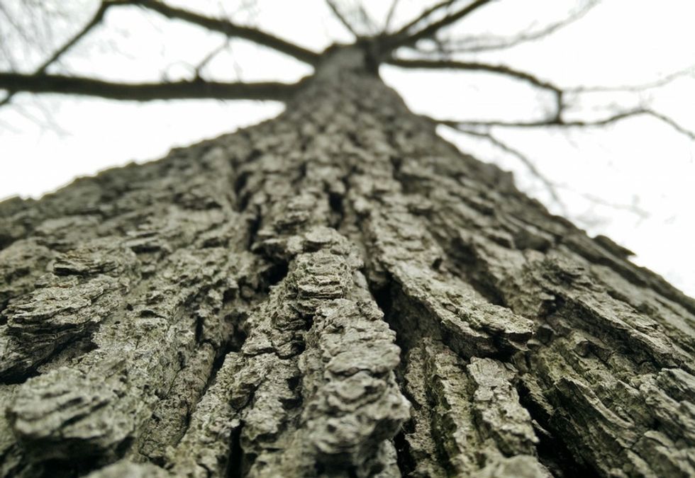 America has more trees now than it's had in 100 years. But we're not out of the woods yet.
