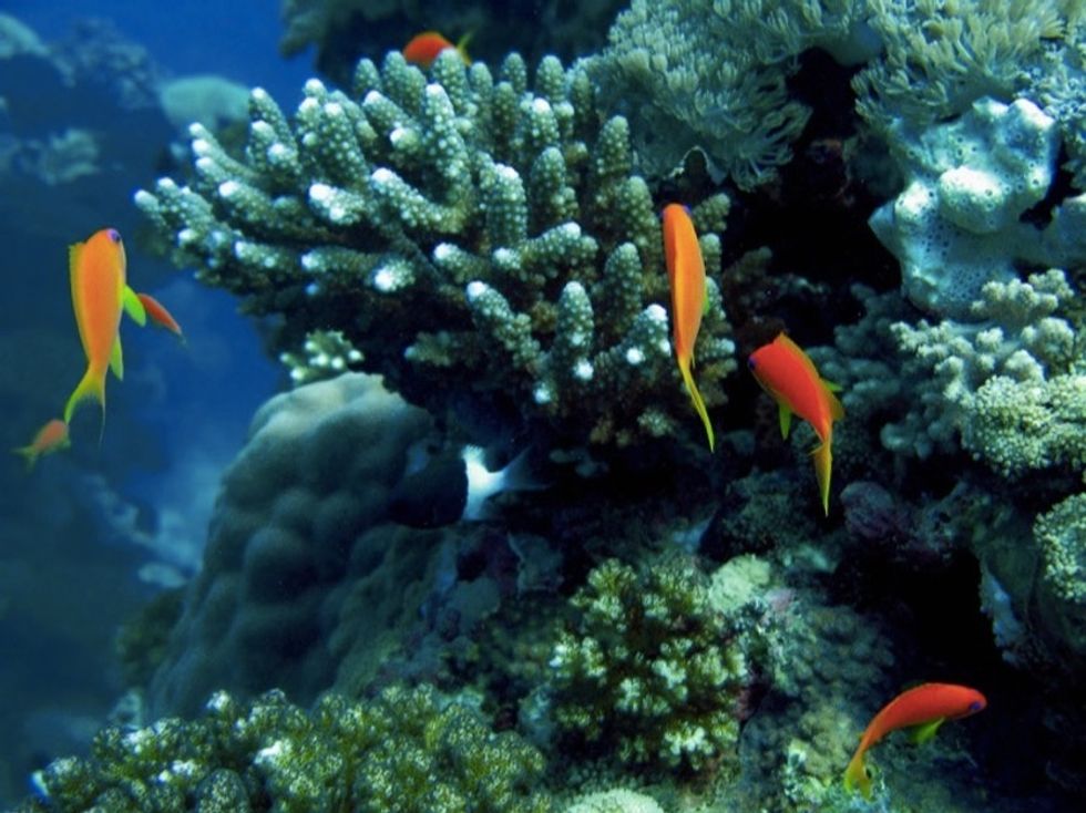 Coral bleaching is about to cause one of the biggest breakups of all time.