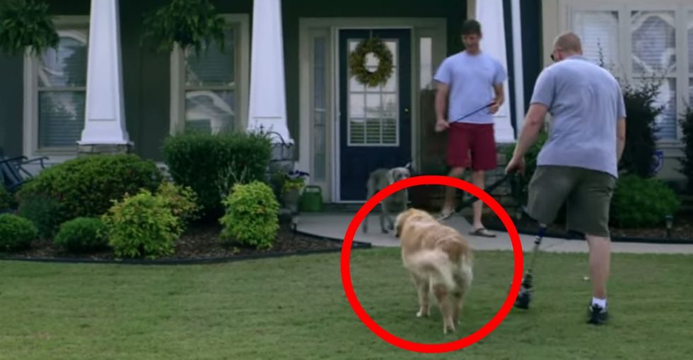 What A Service Dog Really Thinks Of The Injured Vet Who Owns Him
