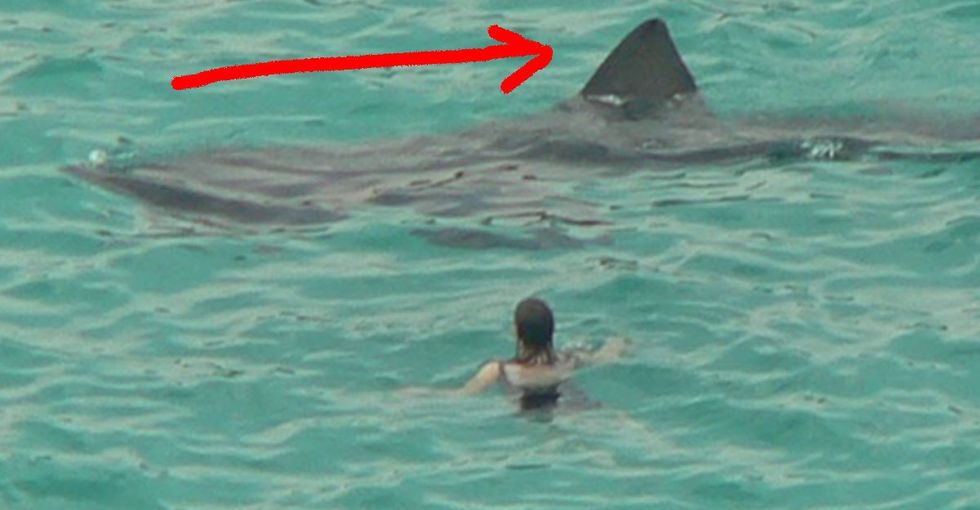 A Truth About Sharks That Will Take A While To Fully Comprehend. But When You Do, Man, It’s Killer.