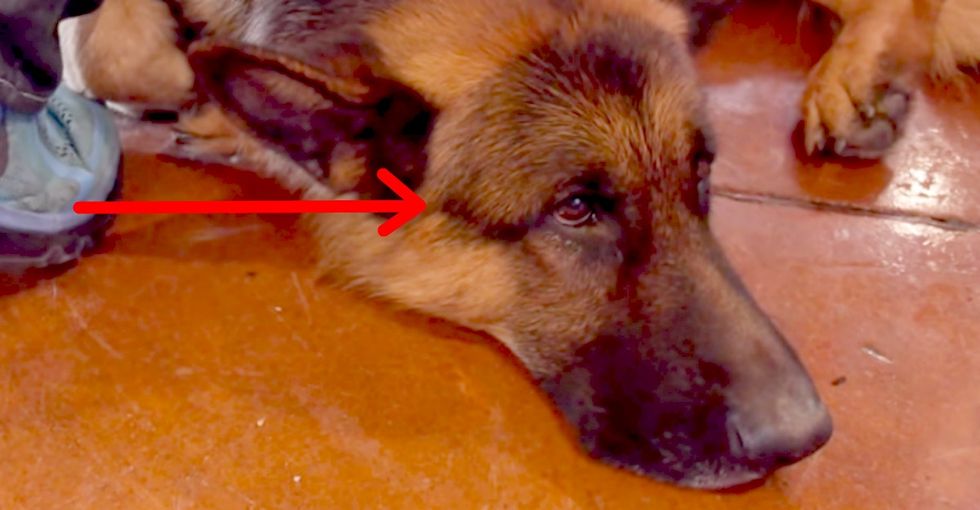 They showed his dog leaning against a door, and then it all made sense to me