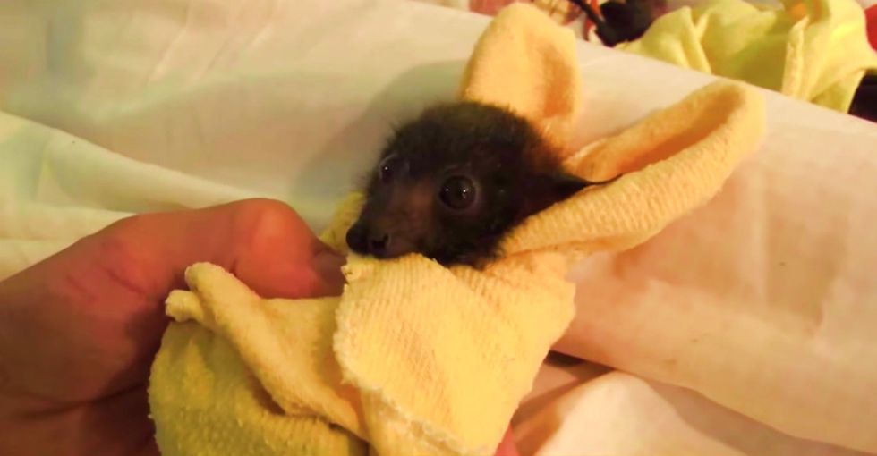 Some Folks Are Scared Of This Little Orphan Pup, But All He Wants Is A Little Pampering
