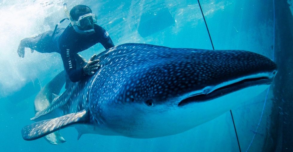 A criminal organization kidnapped 2 whale sharks. This international team freed them.