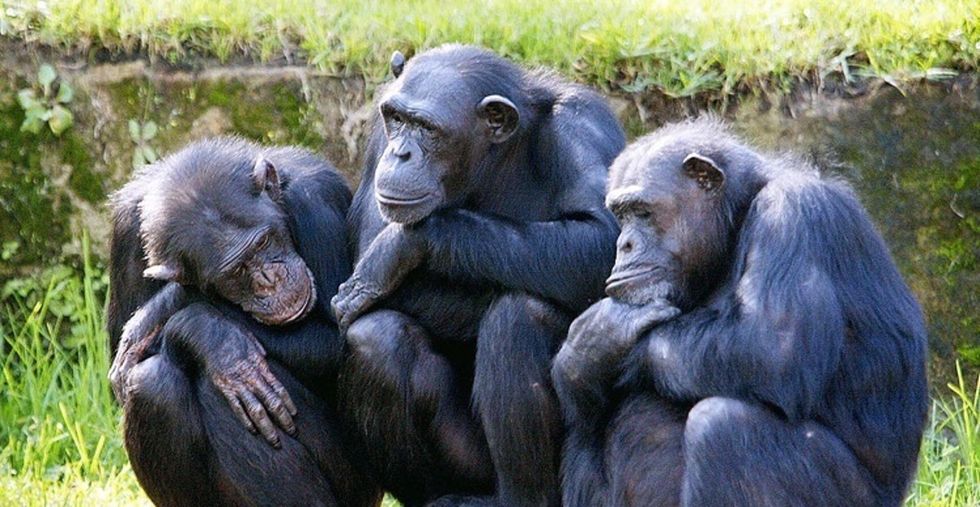 3 comforting lessons about grief we can learn from the animal kingdom.