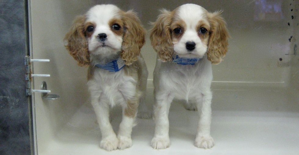 Something Dark Happens Behind The Scenes Whenever A Pet-Store Puppy Finds A New Home