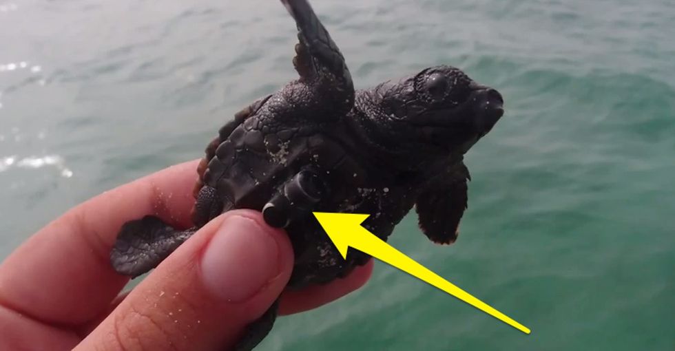 A Bunch Of Baby Sea Turtles Are About To Steal Your Heart. Guaranteed.