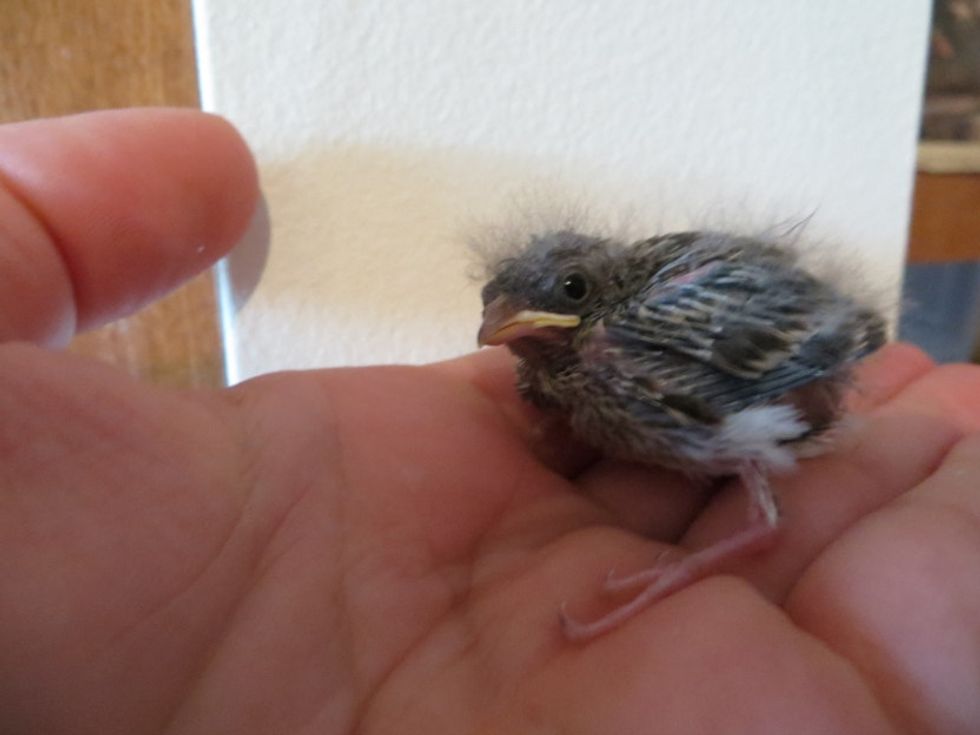 Veterinarian Documents Baby Bird Rescue And Recovery In 23 Photos Upworthy