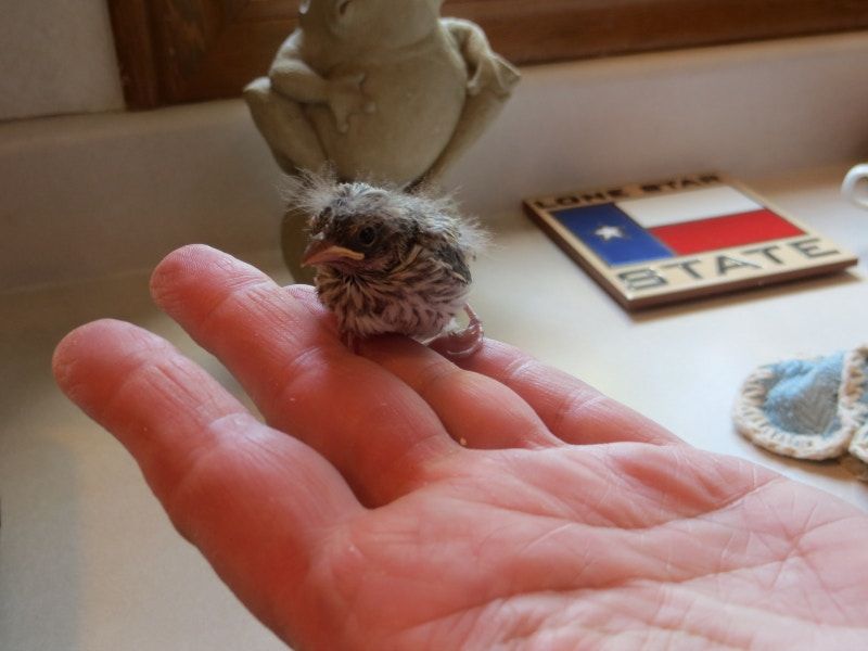 Veterinarian Documents Baby Bird Rescue And Recovery In 23 Photos ...