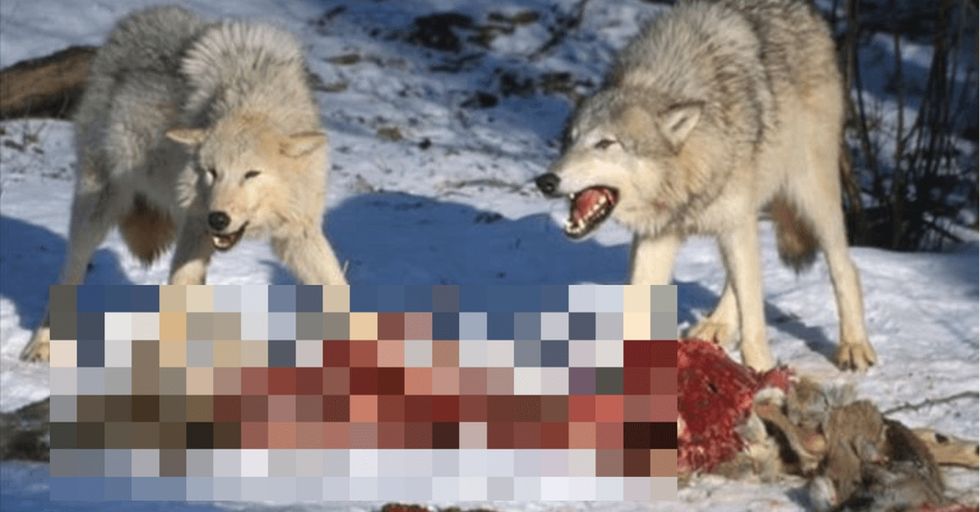 There were too many deer in the forest. So they unleashed the wolves without any idea what would happen.