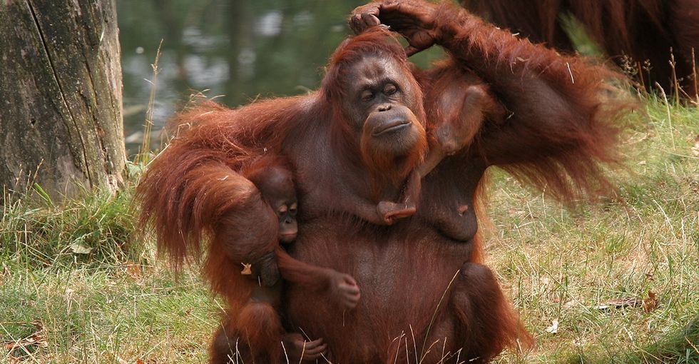 A Hilarious Note About Orangutans That Might Just Hit Too Close To Home