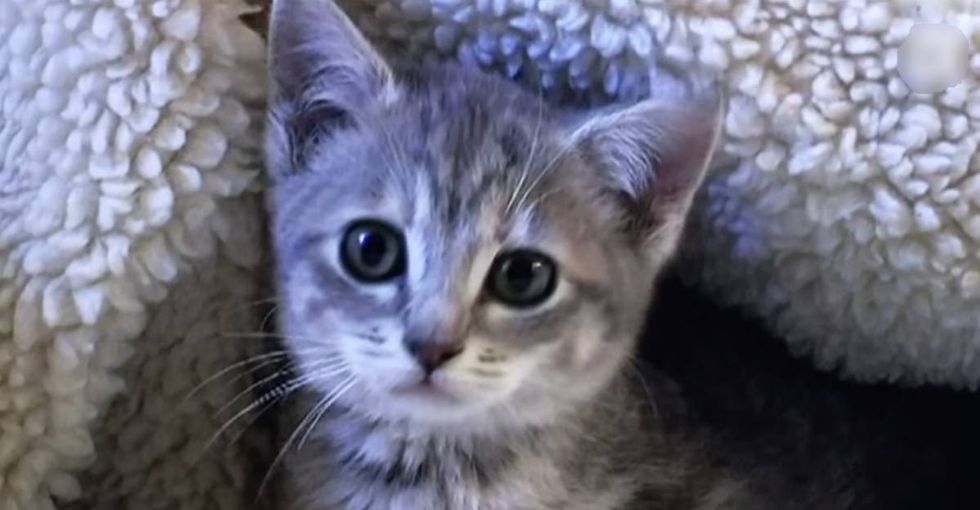 About 2 dozen countries have banned declawing, but the U.S. ain't 1 of them.