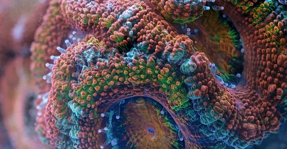 Watch the Great Barrier Reef come to life in this breathtaking video.
