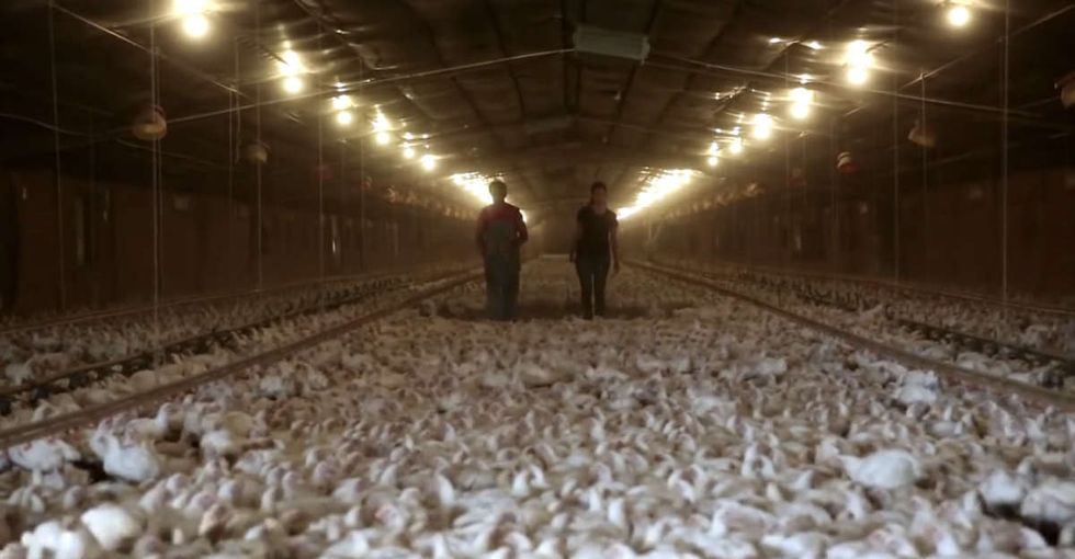 Perdue execs are probably *terrified* that this video exists. Too bad.
