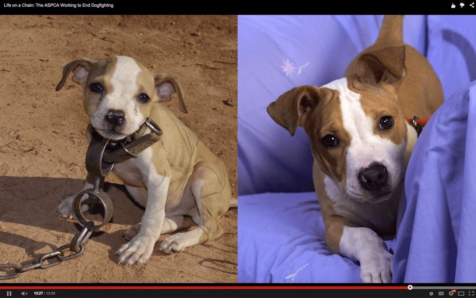 These before and after photos show what happens when you put an end to dogfighting.