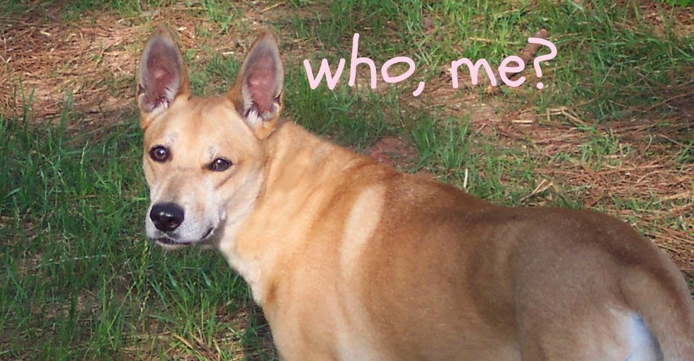 What Every Dog Owner Should Know About Dog Poop
