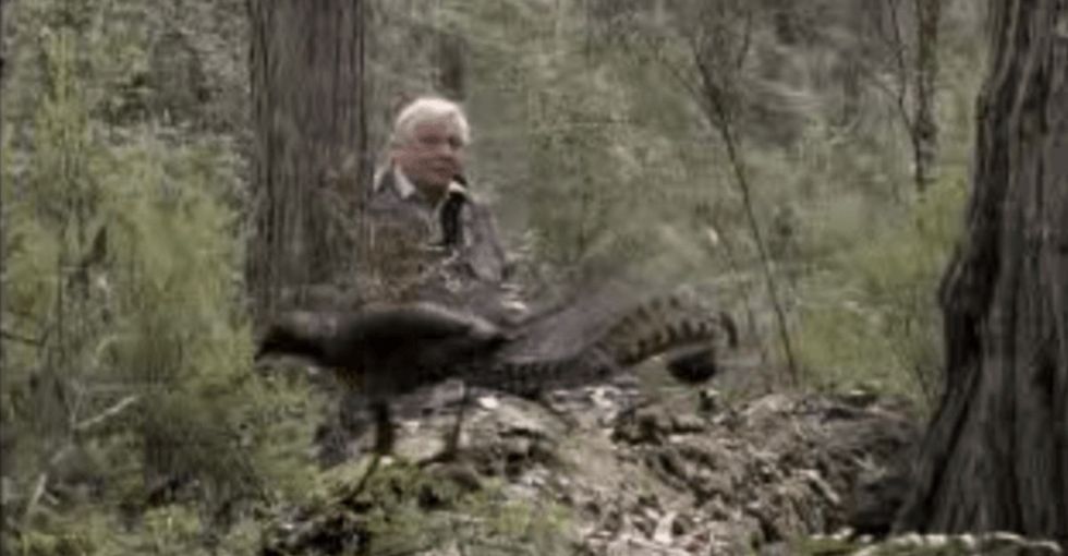 This bird mimicked some sounds people were making. It's both amazing and disturbing.
