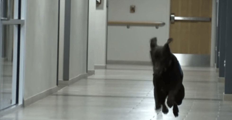 The therapy dogs at Walter Reed are not magic. (OK, maybe a little bit.)