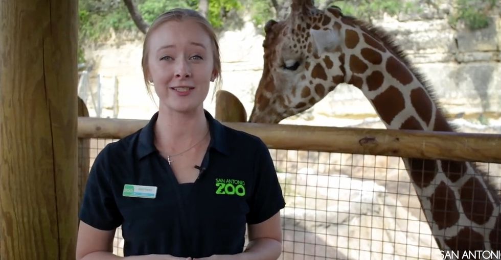 Why this zoo is trying to talk Toys R Us mascot ‘Geoffrey the Giraffe’ out of retirement.