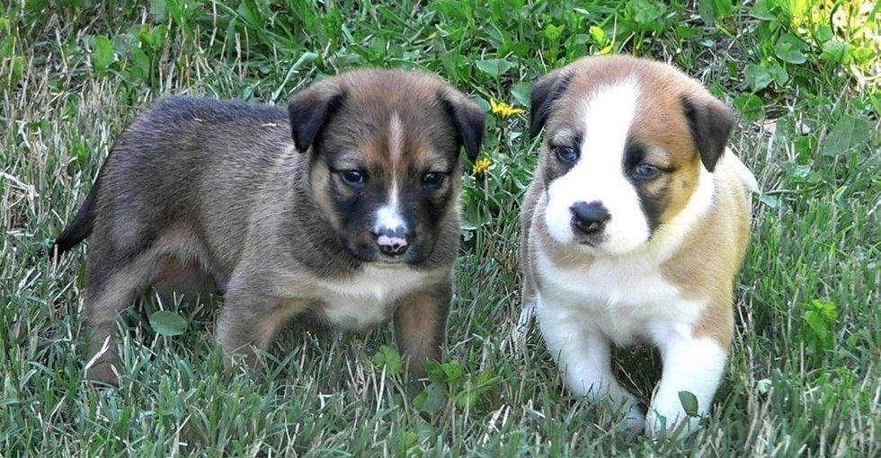 When choosing a new puppy, there's 1 factor more important than how cute he or she is.