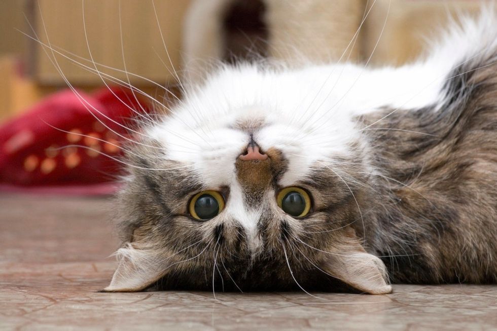 4 brilliant ways cats are secretly helping their owners live healthier lives.