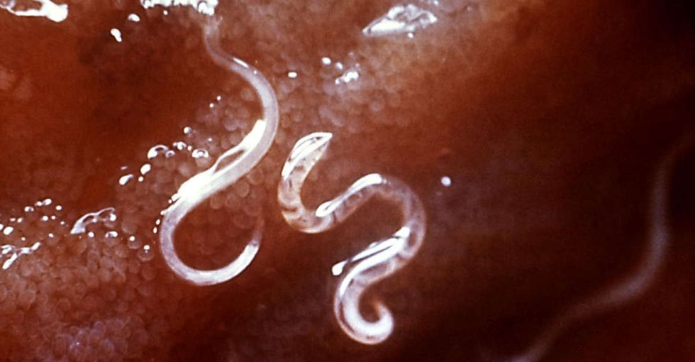 These tiny creatures are some of the scariest living things on Earth.