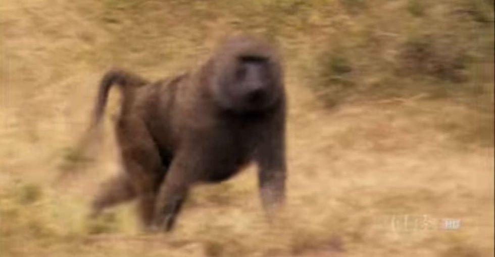 Something fascinating happened after these male baboons died. Men should keep this in mind.