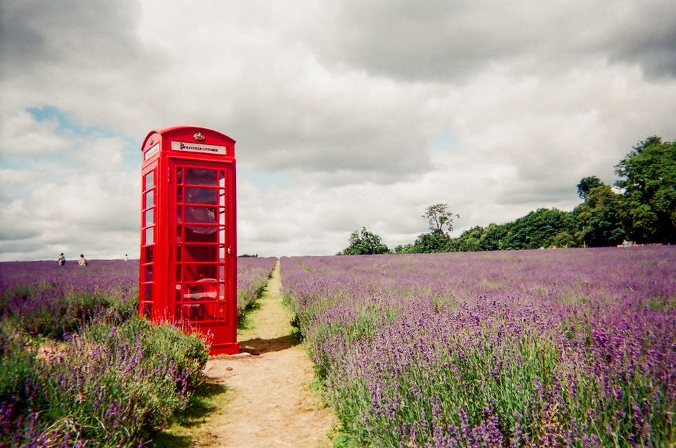 a red phone booth sits in a field of purple flowers