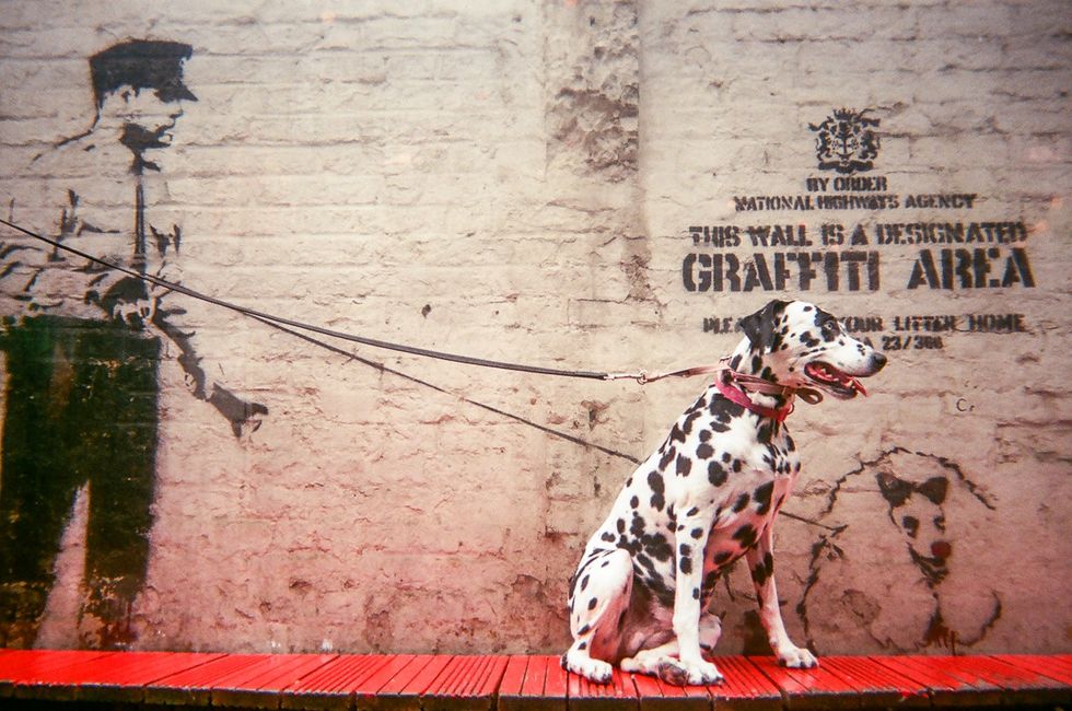 a dog sits perfectly in position to make it look like the graffitied man behind him has him on a leash