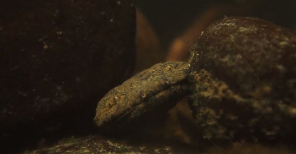 Is that a rock? Look again. It's an Appalachian hellbender, and finding one is a big deal.