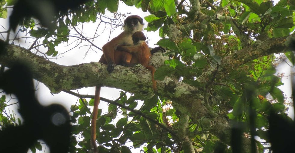 This monkey has never been photographed before. Until now.