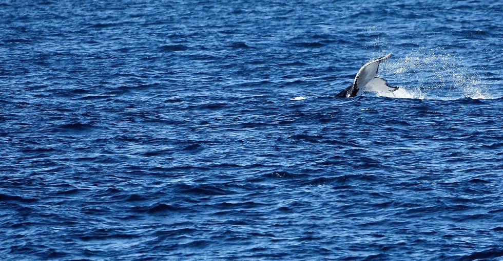 We might soon have 1 fewer animal on the endangered species list. Here's why that's a bit worrying.