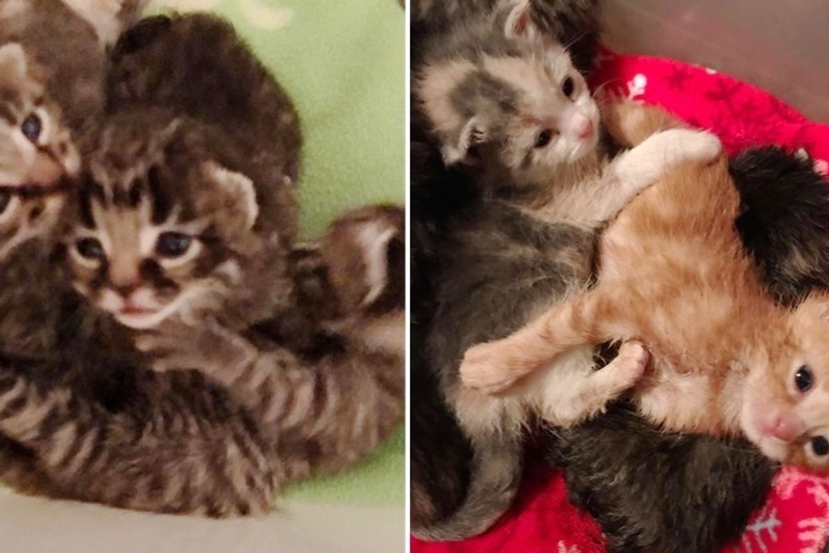 Kittens Found in Chicken Coop Adopt 3 Other Orphaned Kitties into Their Family