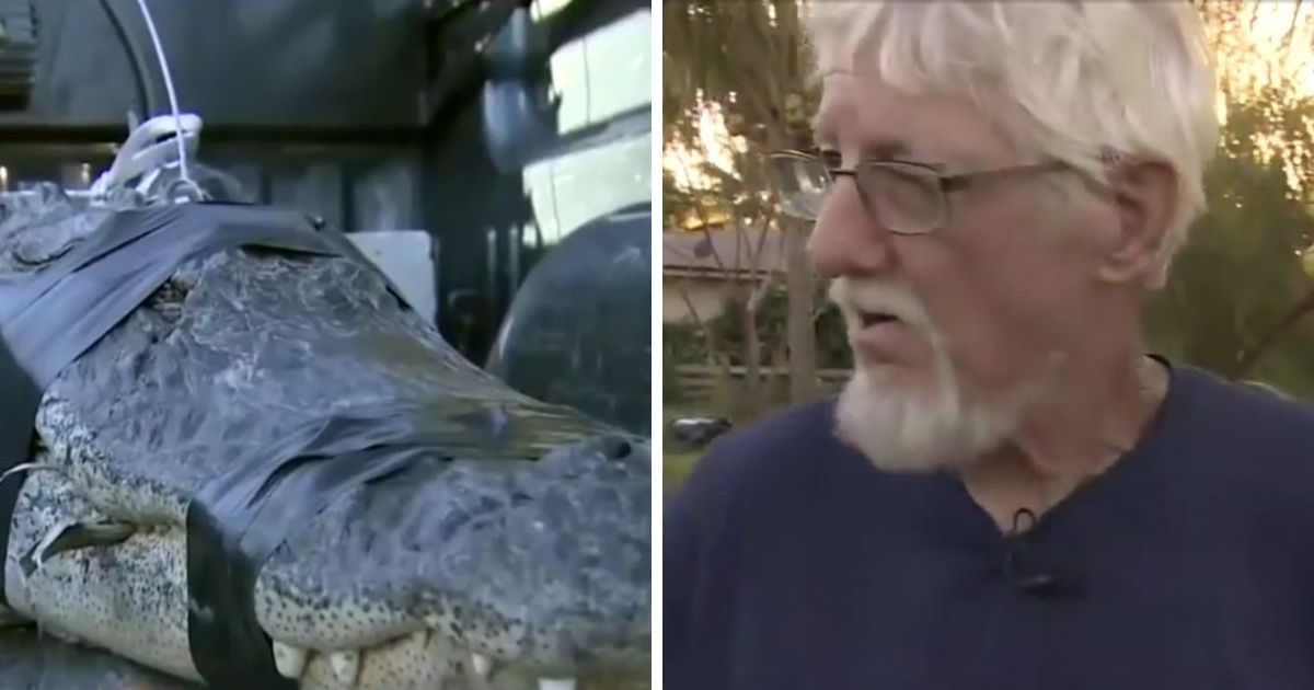 80-Year-Old Florida Man Takes It Upon Himself To Wrestle Massive Alligator Before Calling The Authorities
