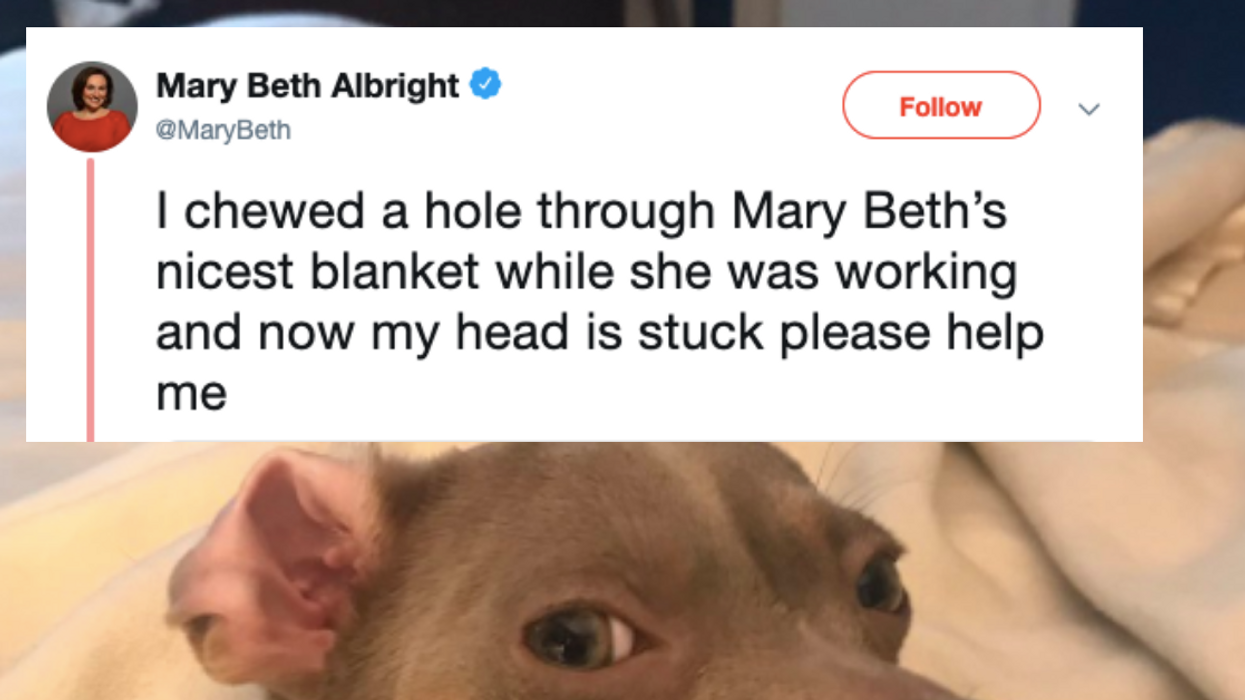 Dog Has The Absolute Smuggest Look On Its Face After Destroying Its Human's Blanket