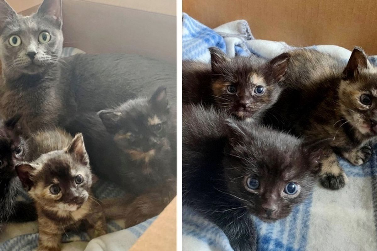 Rescued Cat and Her 3-Pawed Kittens Travel Across States for a Chance at Better Life