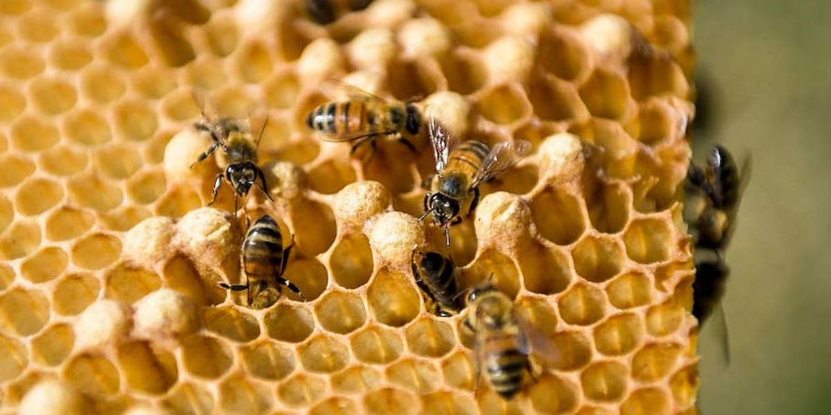Pornhub Is Saving the Bees