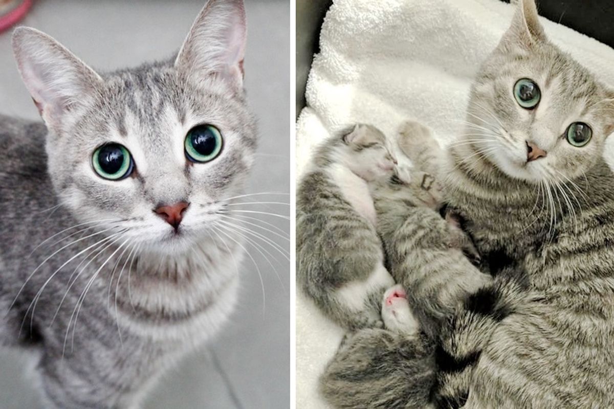 Stray Cat Gets Help from Woman She Befriended So Her Kittens Born Special Can Thrive