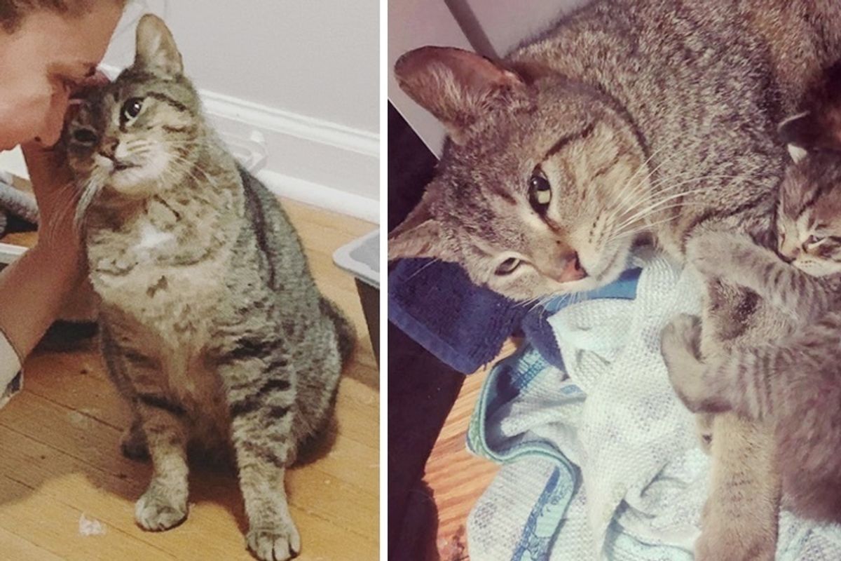 Stray Cat Sneaks Into Someone’s House to Have Kittens and It Saves Her Life