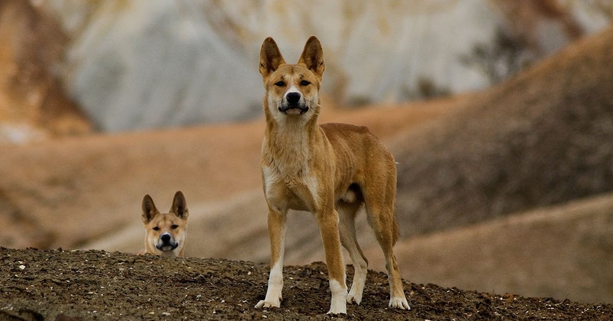 Brave Dad Chases And Fights Off Dingoes Who Stole His Child From Camper