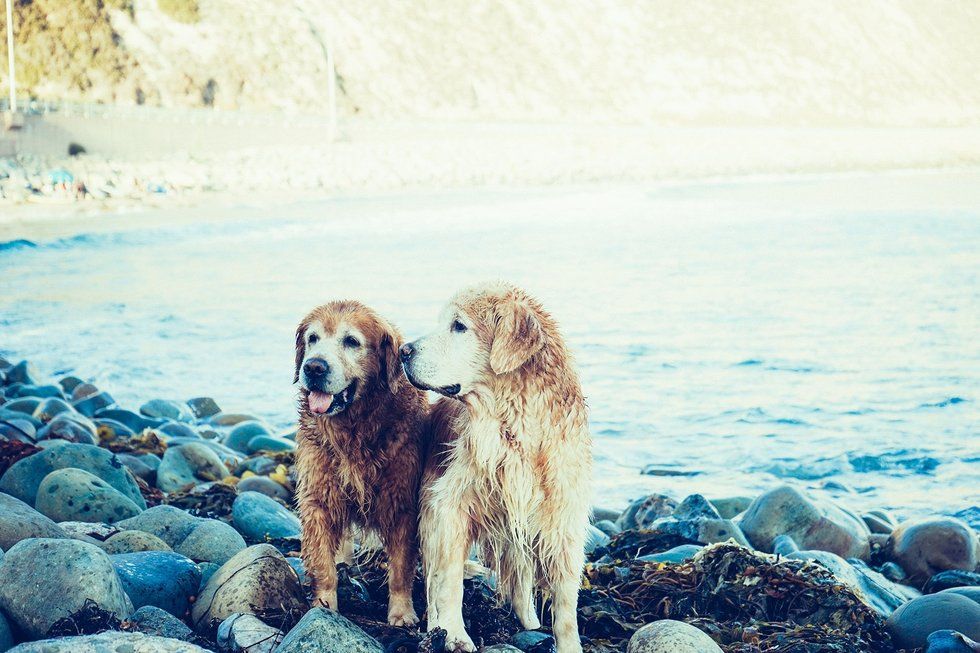 older doggos