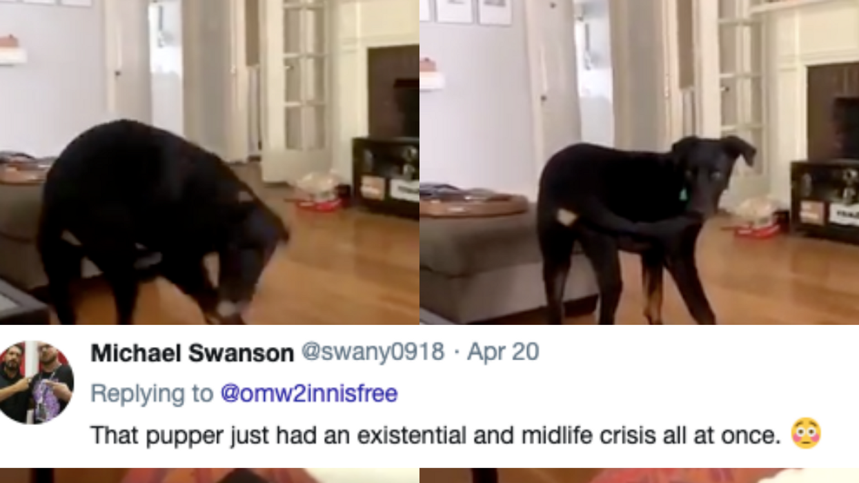 Dog Has No Clue What To Do With Himself After Finally Catching His Own Tail In Hilarious Viral Video