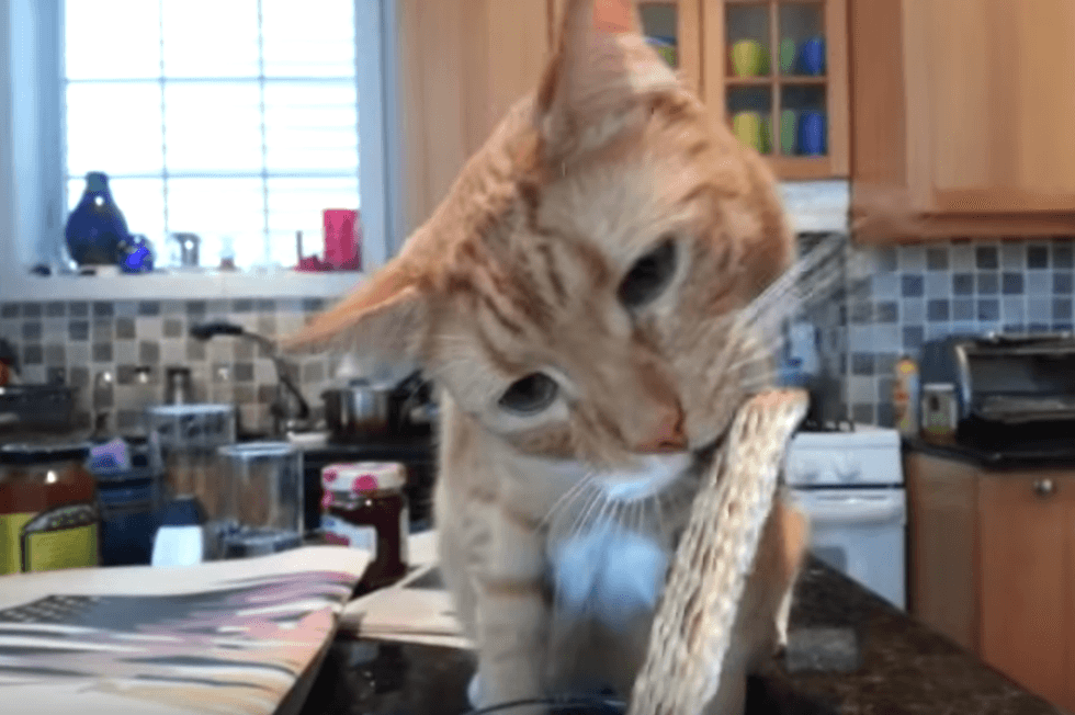 15 Things To Put On Matzah For Passover